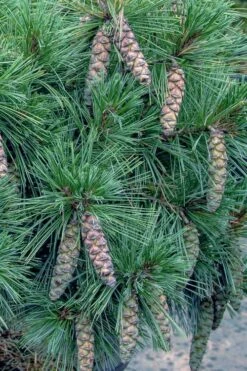 Coney Island White Pine - 2 Gallon Pot -Garden Supplies Sales 2024 pinus strobus coney island white pine 11