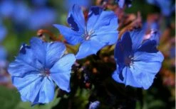 Hardy Blue Plumbago (Ceratostigma Plumbaginoides) - 5 Pack Of Pint Pots -Garden Supplies Sales 2024 plumbago hardy blue perennial 4