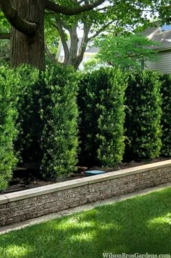 Maki Podocarpus Columnar Yew - 3 Gallon Pot -Garden Supplies Sales 2024 podocarpus macrophyllus maki 103
