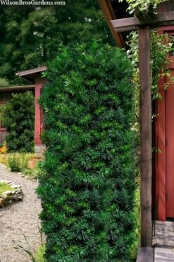 Maki Podocarpus Columnar Yew - 3 Gallon Pot -Garden Supplies Sales 2024 podocarpus macrophyllus maki columnar yew 104