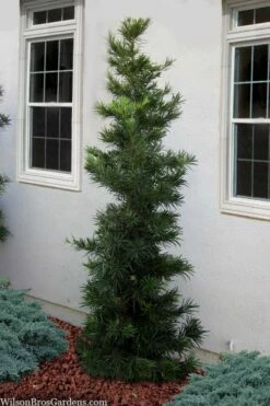 Maki Podocarpus Columnar Yew - 3 Gallon Pot -Garden Supplies Sales 2024 podocarpus maki yew 1