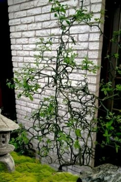 Flying Dragon Hardy Orange Tree - 3 Gallon Pot