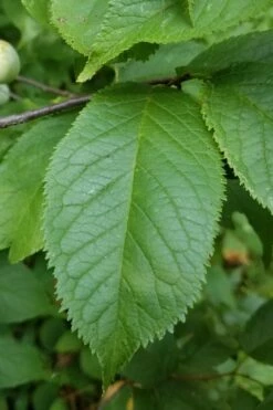 American Wild Plum Tree (Prunus Americana) - 3 Gallon Pot -Garden Supplies Sales 2024 prunus americana american wild plum tree 10