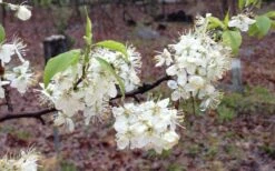 American Wild Plum Tree (Prunus Americana) - 1 Gallon Pot -Garden Supplies Sales 2024 prunus americana american wild plum tree 11 1