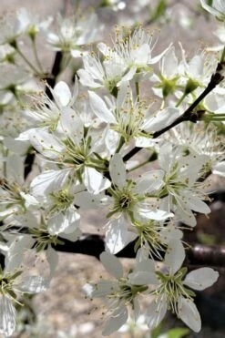 American Wild Plum Tree (Prunus Americana) - 1 Gallon Pot -Garden Supplies Sales 2024 prunus americana american wild plum tree 5 1