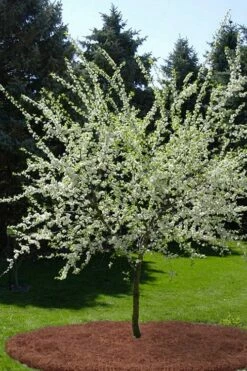 American Wild Plum Tree (Prunus Americana) - 1 Gallon Pot -Garden Supplies Sales 2024 prunus americana american wild plum tree 9 1
