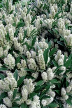 Otto Luyken English Laurel (Prunus Laurocersasus) - 1 Gallon Pot -Garden Supplies Sales 2024 prunus laurocerasus otto luyken laurel 1