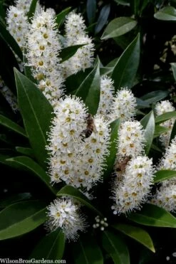 Otto Luyken English Laurel (Prunus Laurocersasus) - 1 Gallon Pot -Garden Supplies Sales 2024 prunus laurocerasus otto luyken laurel 3