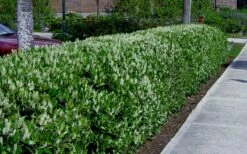 Otto Luyken English Laurel (Prunus Laurocersasus) - 1 Gallon Pot -Garden Supplies Sales 2024 prunus laurocerasus otto luyken laurel 4