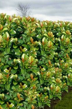 Volcano English Cherry Laurel (Prunus Laurocersasus) - 1 Gallon Pot -Garden Supplies Sales 2024 prunus laurocerasus volcano english cherry laurel 3