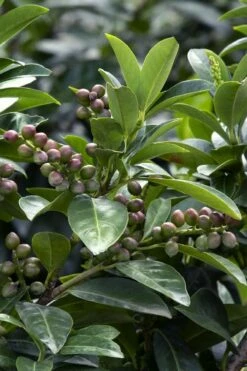 Volcano English Cherry Laurel (Prunus Laurocersasus) - 1 Gallon Pot -Garden Supplies Sales 2024 prunus laurocerasus volcano english cherry laurel 6