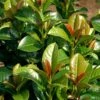 Volcano English Cherry Laurel (Prunus Laurocersasus) - 1 Gallon Pot -Garden Supplies Sales 2024 prunus laurocerasus volcano english cherry laurel 7
