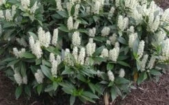 Zabel Laurel (Prunus Laurocersasus 'Zabeliana') - 6 Pack Of 1 Gallon Pots -Garden Supplies Sales 2024 prunus laurocerasus zabeliana zabel cherry laurel 1