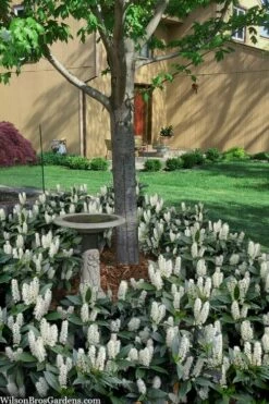 Zabel Laurel (Prunus Laurocersasus 'Zabeliana') - 6 Pack Of 1 Gallon Pots -Garden Supplies Sales 2024 prunus laurocerasus zabeliana zabel cherry laurel 2