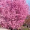 Okame Pink Flowering Cherry Tree - 3 Gallon Pot -Garden Supplies Sales 2024 prunus okame flowering cherry 10