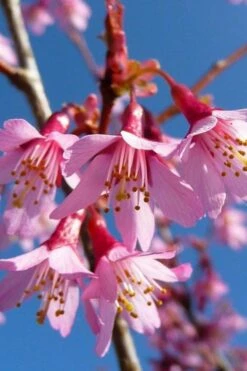 Okame Pink Flowering Cherry Tree - 3 Gallon Pot -Garden Supplies Sales 2024 prunus okame flowering cherry 4