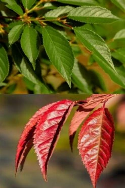 Okame Pink Flowering Cherry Tree - 3 Gallon Pot -Garden Supplies Sales 2024 prunus okame flowering cherry 7