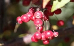 Royal Raindrops Crabapple Tree - 7 Gallon Pot (3-4') -Garden Supplies Sales 2024 prunus royal raindrops crabapple tree 11