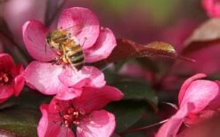 Royal Raindrops Crabapple Tree - 7 Gallon Pot (3-4') -Garden Supplies Sales 2024 prunus royal raindrops crabapple tree 12