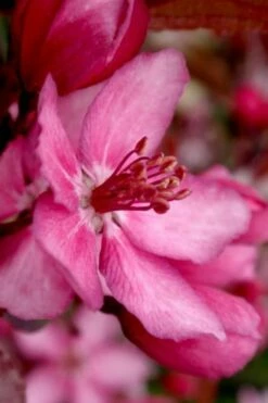 Royal Raindrops Crabapple Tree - 7 Gallon Pot (3-4') -Garden Supplies Sales 2024 prunus royal raindrops crabapple tree 13