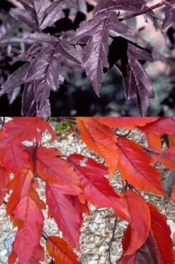 Royal Raindrops Crabapple Tree - 7 Gallon Pot (3-4') -Garden Supplies Sales 2024 prunus royal raindrops crabapple tree 14