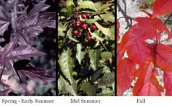 Royal Raindrops Crabapple Tree - 7 Gallon Pot (3-4') -Garden Supplies Sales 2024 prunus royal raindrops crabapple tree 16