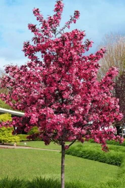 Royal Raindrops Crabapple Tree - 7 Gallon Pot (3-4') -Garden Supplies Sales 2024 prunus royal raindrops crabapple tree 22