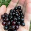 Wild Black Cherry Tree - 3 Gallon Pot -Garden Supplies Sales 2024 prunus serotina wild black cherry tree 1