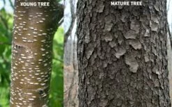 Wild Black Cherry Tree - 3 Gallon Pot -Garden Supplies Sales 2024 prunus serotina wild black cherry tree 10