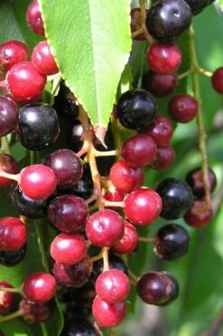 Wild Black Cherry Tree - 3 Gallon Pot -Garden Supplies Sales 2024 prunus serotina wild black cherry tree 4