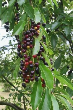Wild Black Cherry Tree - 3 Gallon Pot -Garden Supplies Sales 2024 prunus serotina wild black cherry tree 5