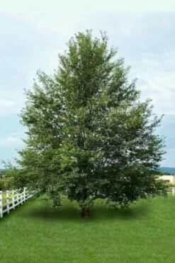 Wild Black Cherry Tree - 3 Gallon Pot -Garden Supplies Sales 2024 prunus serotina wild black cherry tree 7