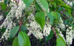 Wild Black Cherry Tree - 3 Gallon Pot -Garden Supplies Sales 2024 prunus serotina wild black cherry tree 8