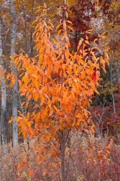 Wild Black Cherry Tree - 3 Gallon Pot -Garden Supplies Sales 2024 prunus serotina wild black cherry tree 9