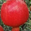 Russian Cold Hardy Pomegranate - 3 Gallon Pot -Garden Supplies Sales 2024 punica granatum russian pomegranate 10