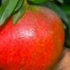 Austin Pomegranate - 3 Gallon Pot -Garden Supplies Sales 2024 punicum granatum austin pomegranate 1
