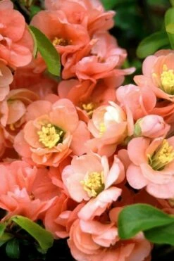 Cameo Flowering Quince - 2 Gallon Pot -Garden Supplies Sales 2024 quince cameo bloom 1