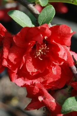Iwai Nishiki Red Flowering Quince - 3 Gallon Pot -Garden Supplies Sales 2024 quince iwai nishiki 2