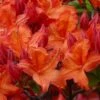 Mooshatanio Native Azalea (Rhododendron X Austrinum) - 3 Gallon Pot -Garden Supplies Sales 2024 rhododendron austrinum mooshatanio native azalea 1 1