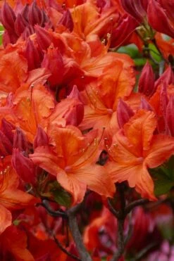 Mooshatanio Native Azalea (Rhododendron X Austrinum) - 1 Gallon Pot