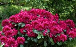 Besse Howells Rhododendron - 3 Gallon Pot -Garden Supplies Sales 2024 rhododendron besse howells 6
