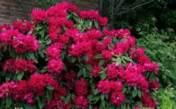 Besse Howells Rhododendron - 3 Gallon Pot -Garden Supplies Sales 2024 rhododendron besse howells 7