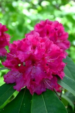 Besse Howells Rhododendron - 3 Gallon Pot -Garden Supplies Sales 2024 rhododendron besse howells 8