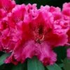 Besse Howells Rhododendron - 3 Gallon Pot -Garden Supplies Sales 2024 rhododendron besse howells 9