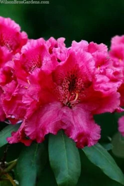 Besse Howells Rhododendron - 3 Gallon Pot