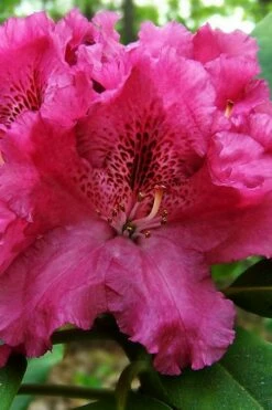 Besse Howells Rhododendron - 3 Gallon Pot -Garden Supplies Sales 2024 rhododendron bessie howells 100