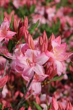 Candy Lights Cold Hardy Azalea (Rhododendron) - 3 Gallon Pot -Garden Supplies Sales 2024 rhododendron candy lights azalea 10