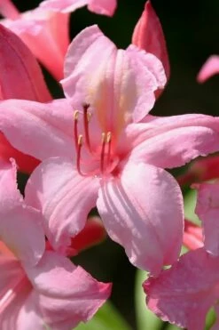 Candy Lights Cold Hardy Azalea (Rhododendron) - 3 Gallon Pot -Garden Supplies Sales 2024 rhododendron candy lights azalea 7