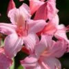 Candy Lights Cold Hardy Azalea (Rhododendron) - 3 Gallon Pot -Garden Supplies Sales 2024 rhododendron candy lights azalea 8