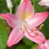 Pink Perfume Native Azalea (Rhododendron Hybrid) - 3 Gallon Pot -Garden Supplies Sales 2024 rhododendron pink perfume native azalea 1